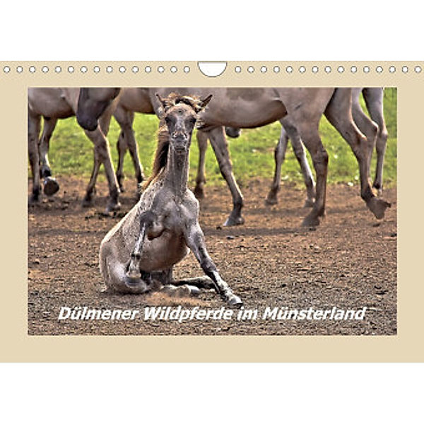 Dülmener Wildpferde im Münsterland (Wandkalender 2022 DIN A4 quer), Bettina Hackstein