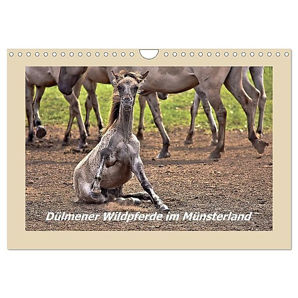 Dülmener Wildpferde im Münsterland (Wandkalender 2024 DIN A4 quer), CALVENDO Monatskalender, Bettina Hackstein