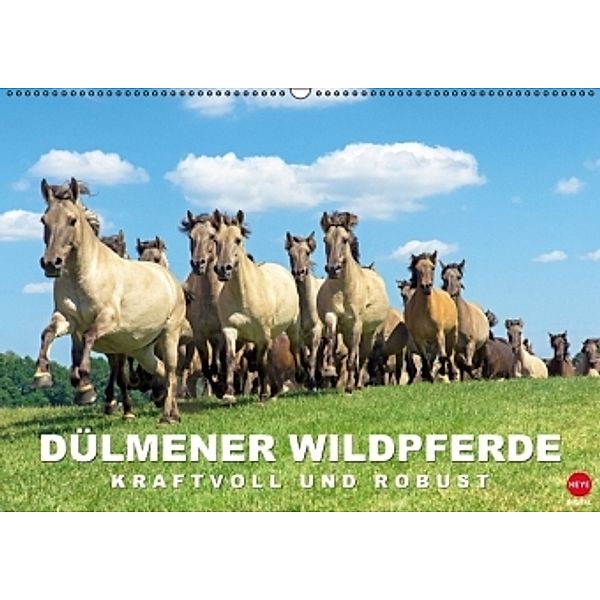 Dülmener Wildpferde: Kraftvoll und robust (Wandkalender 2016 DIN A2 quer), Dieter Schinner