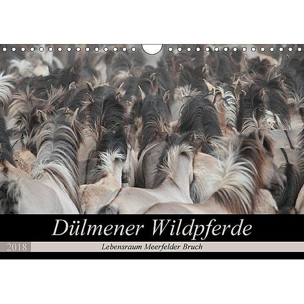 Dülmener Wildpferde - Lebensraum Meerfelder Bruch (Wandkalender 2018 DIN A4 quer), Barbara Mielewczyk