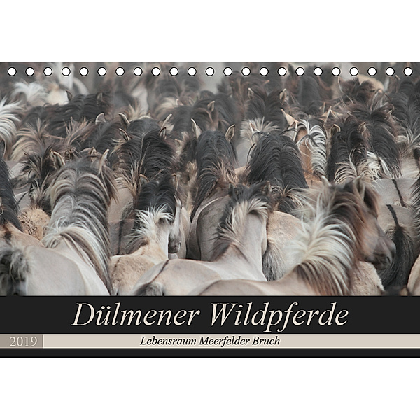 Dülmener Wildpferde - Lebensraum Meerfelder Bruch (Tischkalender 2019 DIN A5 quer), Barbara Mielewczyk