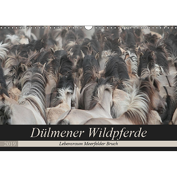 Dülmener Wildpferde - Lebensraum Meerfelder Bruch (Wandkalender 2019 DIN A3 quer), Barbara Mielewczyk