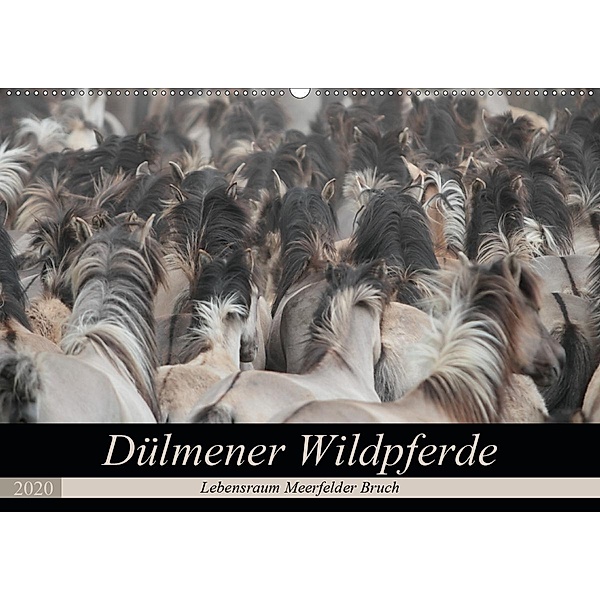 Dülmener Wildpferde - Lebensraum Meerfelder Bruch (Wandkalender 2020 DIN A2 quer), Barbara Mielewczyk