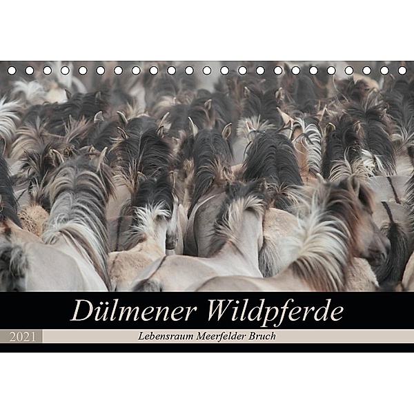 Dülmener Wildpferde - Lebensraum Meerfelder Bruch (Tischkalender 2021 DIN A5 quer), Barbara Mielewczyk