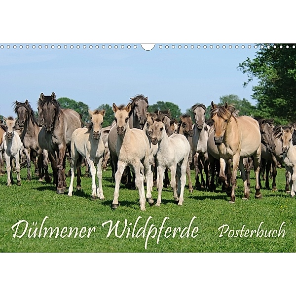 Dülmener Wildpferde Posterbuch (Posterbuch DIN A4 quer), Katho Menden
