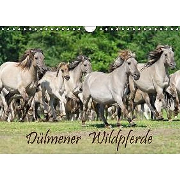 Dülmener Wildpferde (Wandkalender 2016 DIN A4 quer), Katho Menden