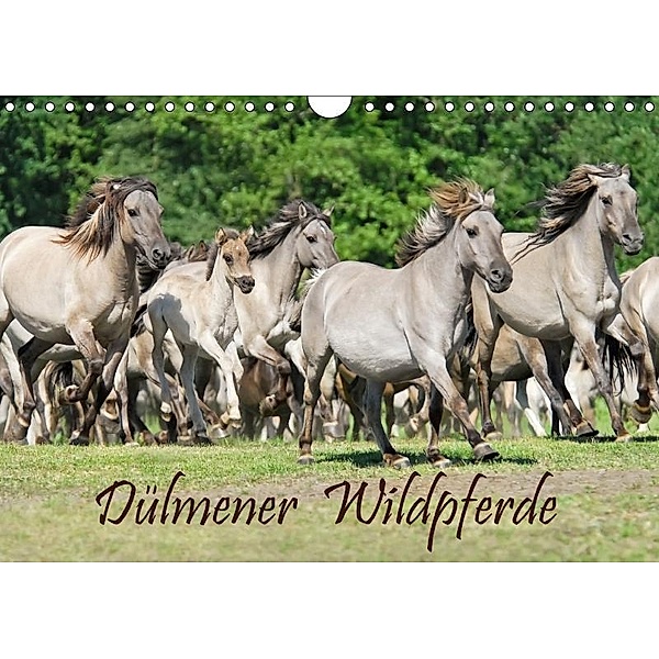 Dülmener Wildpferde (Wandkalender 2017 DIN A4 quer), Katho Menden