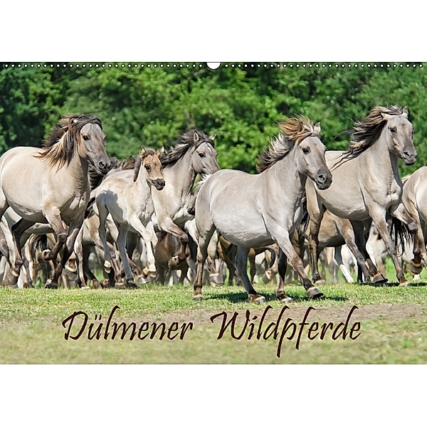 Dülmener Wildpferde (Wandkalender 2018 DIN A2 quer), Katho Menden