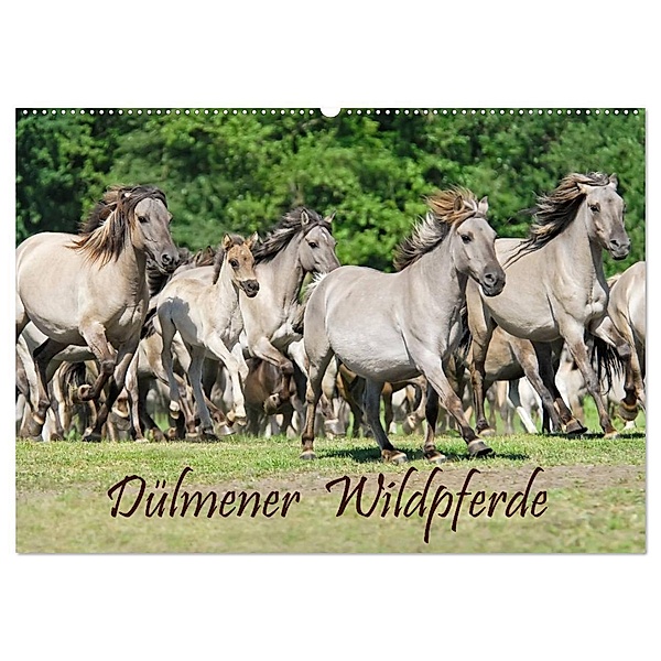 Dülmener Wildpferde (Wandkalender 2024 DIN A2 quer), CALVENDO Monatskalender, Katho Menden