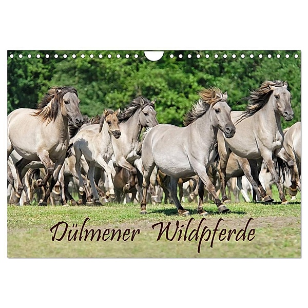 Dülmener Wildpferde (Wandkalender 2024 DIN A4 quer), CALVENDO Monatskalender, Katho Menden