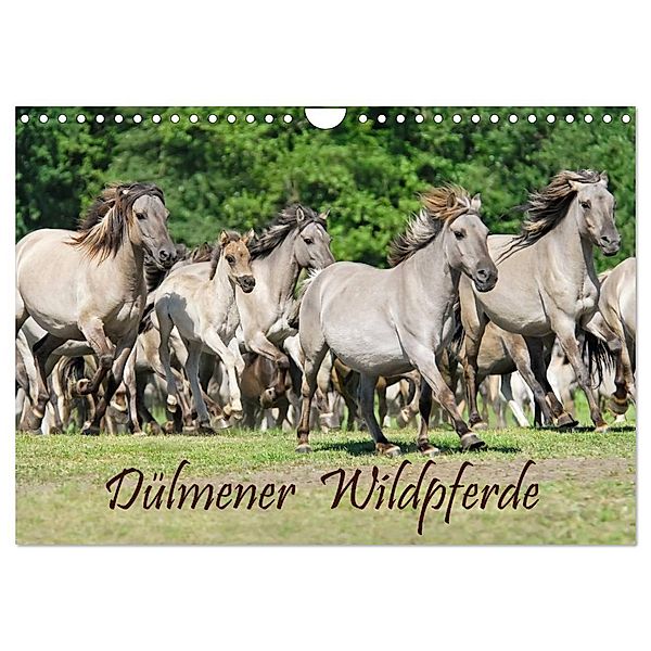 Dülmener Wildpferde (Wandkalender 2025 DIN A4 quer), CALVENDO Monatskalender, Calvendo, Katho Menden