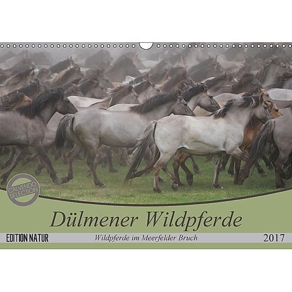 Dülmener Wildpferde - Wildpferde im Meerfelder Bruch (Wandkalender 2017 DIN A3 quer), B. Mielewczyk