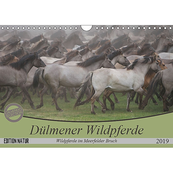 Dülmener Wildpferde - Wildpferde im Meerfelder Bruch (Wandkalender 2019 DIN A4 quer), B. Mielewczyk
