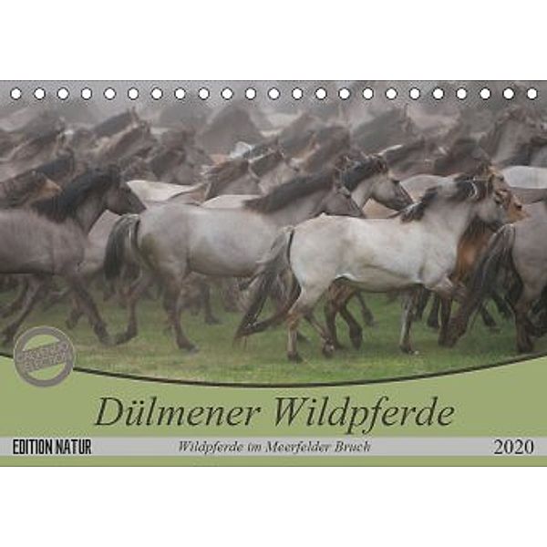 Dülmener Wildpferde - Wildpferde im Meerfelder Bruch (Tischkalender 2020 DIN A5 quer), B. Mielewczyk