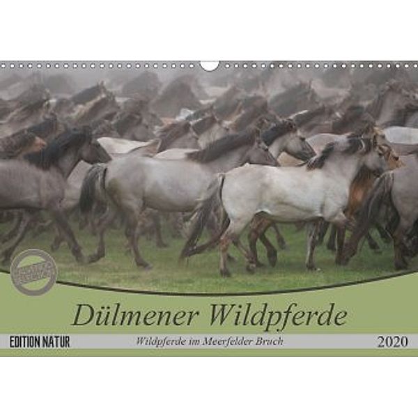Dülmener Wildpferde - Wildpferde im Meerfelder Bruch (Wandkalender 2020 DIN A3 quer), B. Mielewczyk