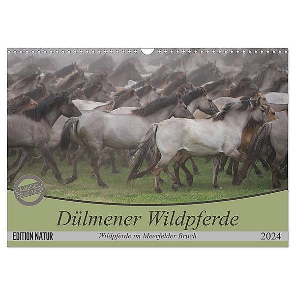 Dülmener Wildpferde - Wildpferde im Meerfelder Bruch (Wandkalender 2024 DIN A3 quer), CALVENDO Monatskalender, B. Mielewczyk