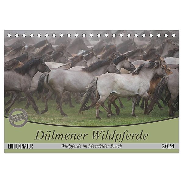 Dülmener Wildpferde - Wildpferde im Meerfelder Bruch (Tischkalender 2024 DIN A5 quer), CALVENDO Monatskalender, B. Mielewczyk
