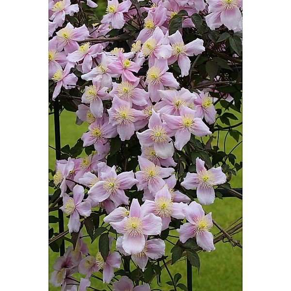 Duft-Clematis Mayleen, hellrosa, 2 Liter Container, 1 Pflanze