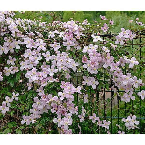 Duft-Clematis Tetrarose, pink, 2 Liter Container, 1 Pflanze