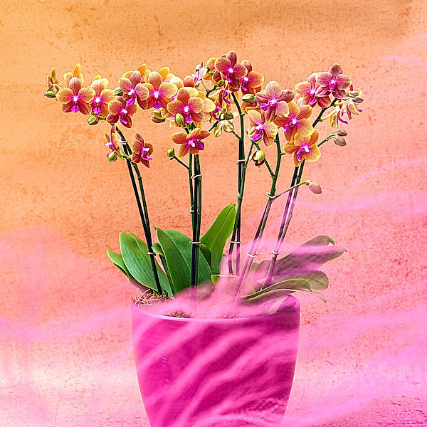 Duftorchidee Bolgheri, Höhe ca. 30-50 cm