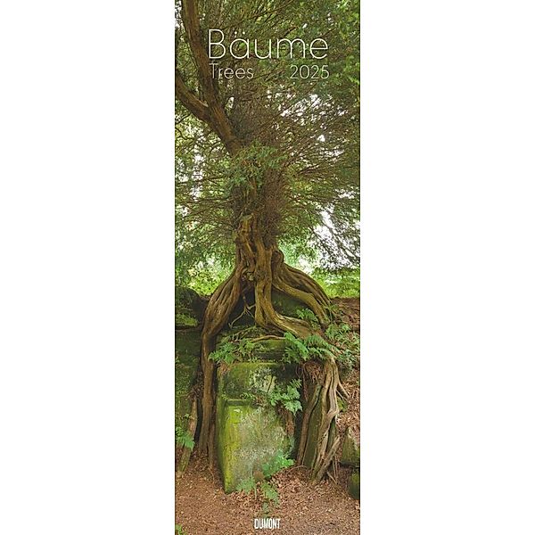 DUMONT - Bäume 2025 Wankalender, 34x98cm, Kalender mit den grünen Lungen unserer Erde, zwölf spektakuläre Bilder von Bäumen zu verschiedenen Jahreszeiten, internationales Kalendarium