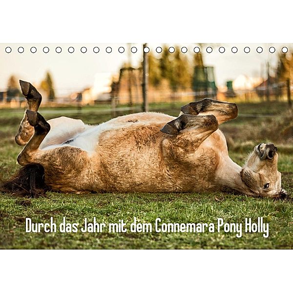 Durch das Jahr mit dem Connemara Pony Holly (Tischkalender 2021 DIN A5 quer), Romy Pfeifer