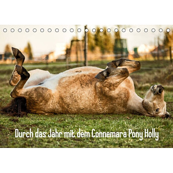 Durch das Jahr mit dem Connemara Pony Holly (Tischkalender 2022 DIN A5 quer), Romy Pfeifer