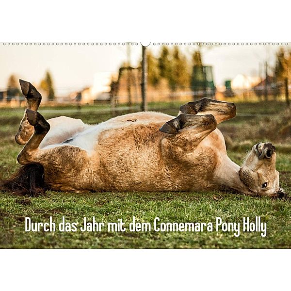 Durch das Jahr mit dem Connemara Pony Holly (Wandkalender 2023 DIN A2 quer), Romy Pfeifer