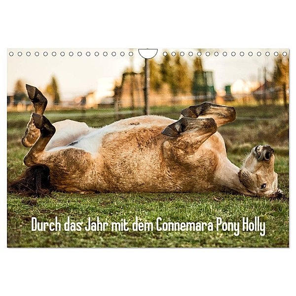 Durch das Jahr mit dem Connemara Pony Holly (Wandkalender 2024 DIN A4 quer), CALVENDO Monatskalender, Romy Pfeifer