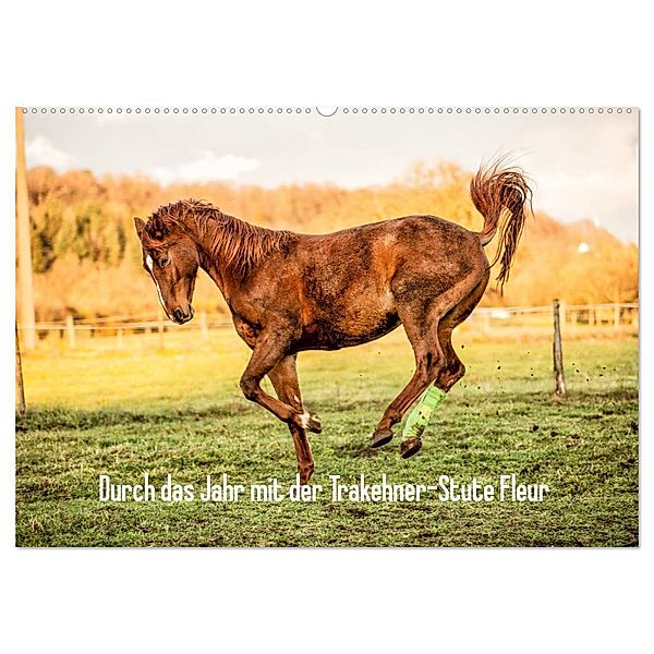 Durch das Jahr mit der Trakehner-Stute Fleur (Wandkalender 2025 DIN A2 quer), CALVENDO Monatskalender, Calvendo, Romy Pfeifer