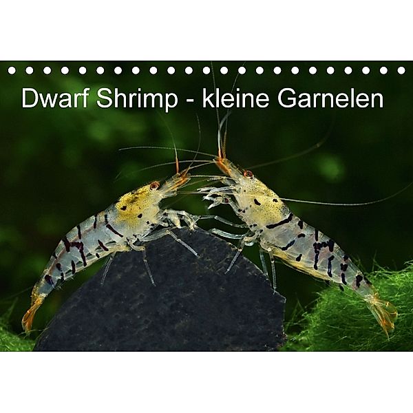 Dwarf Shrimp - kleine Garnelen (Tischkalender 2018 DIN A5 quer), Rudolf Pohlmann