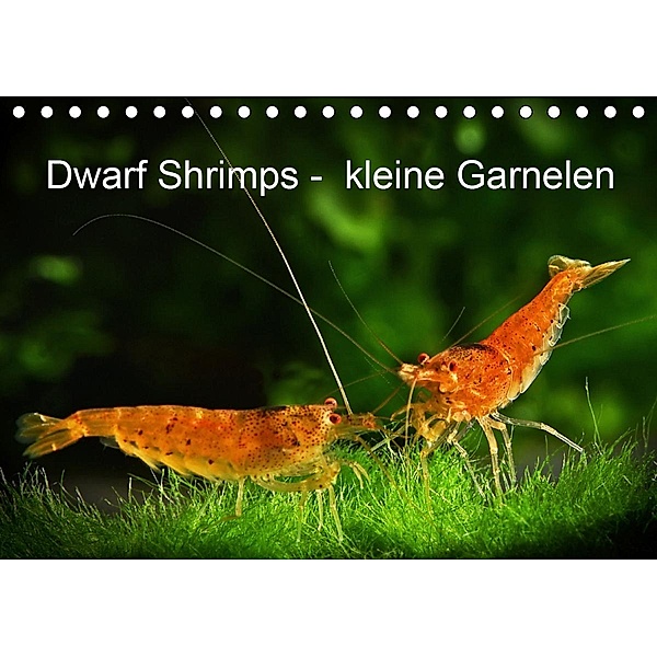 Dwarf Shrimps - kleine Garnelen (Tischkalender 2021 DIN A5 quer), Rudolf Pohlmann