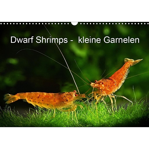 Dwarf Shrimps - kleine Garnelen (Wandkalender 2020 DIN A3 quer), Rudolf Pohlmann