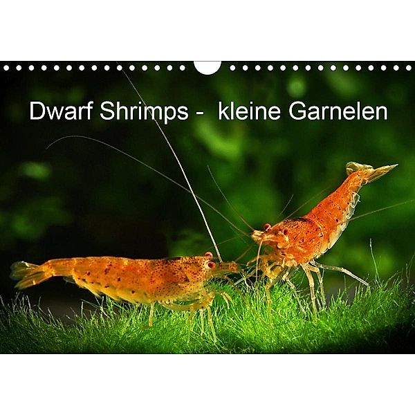 Dwarf Shrimps - kleine Garnelen (Wandkalender 2020 DIN A4 quer), Rudolf Pohlmann