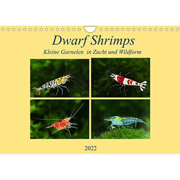 Dwarf Shrimps - kleine Garnelen (Wandkalender 2022 DIN A4 quer), Rudolf Pohlmann