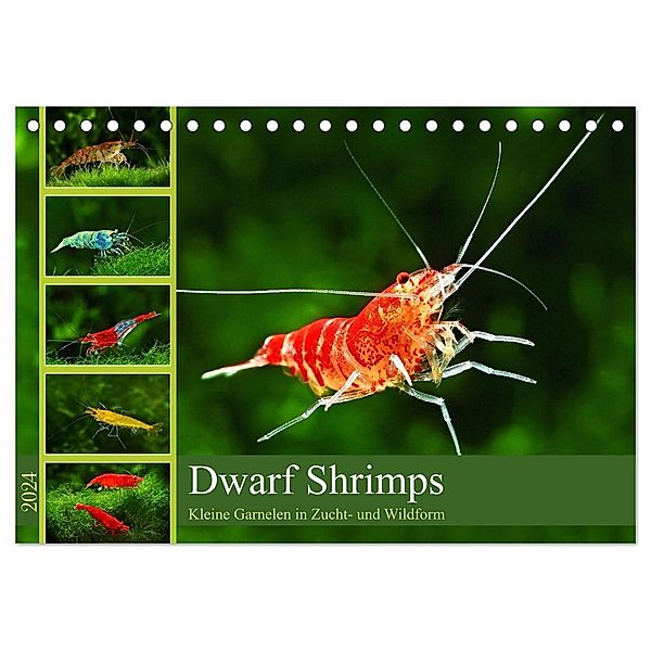 Dwarf Shrimps (Tischkalender 2024 DIN A5 quer), CALVENDO Monatskalender, Rudolf Pohlmann