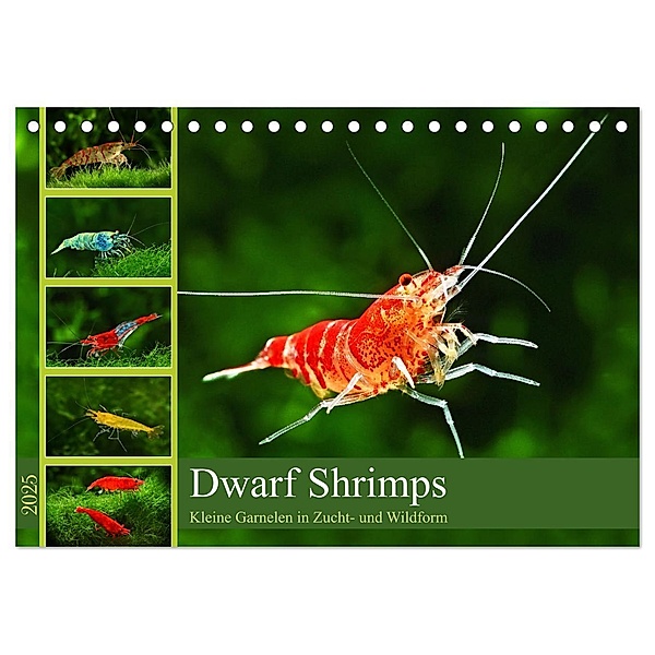 Dwarf Shrimps (Tischkalender 2025 DIN A5 quer), CALVENDO Monatskalender, Calvendo, Rudolf Pohlmann