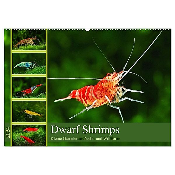 Dwarf Shrimps (Wandkalender 2024 DIN A2 quer), CALVENDO Monatskalender, Rudolf Pohlmann