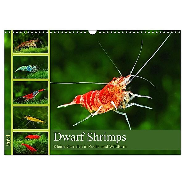 Dwarf Shrimps (Wandkalender 2024 DIN A3 quer), CALVENDO Monatskalender, Rudolf Pohlmann