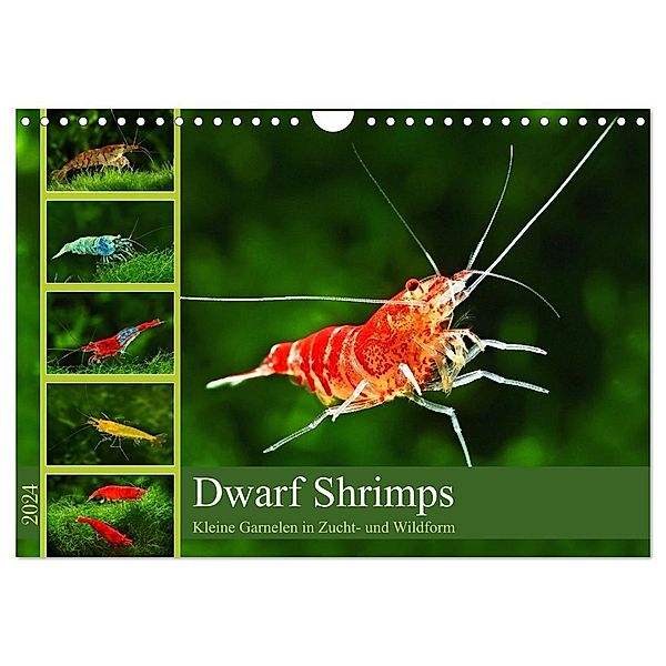 Dwarf Shrimps (Wandkalender 2024 DIN A4 quer), CALVENDO Monatskalender, Rudolf Pohlmann