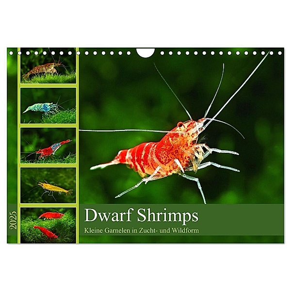 Dwarf Shrimps (Wandkalender 2025 DIN A4 quer), CALVENDO Monatskalender, Calvendo, Rudolf Pohlmann