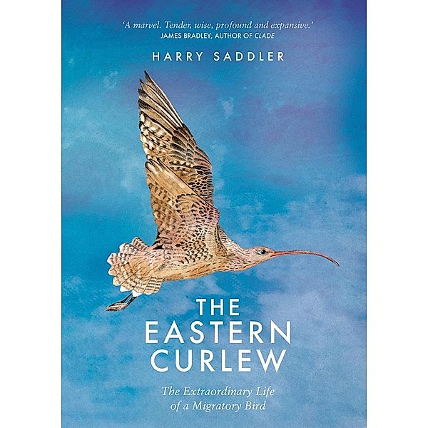 Eastern Curlew, Harry Sadler