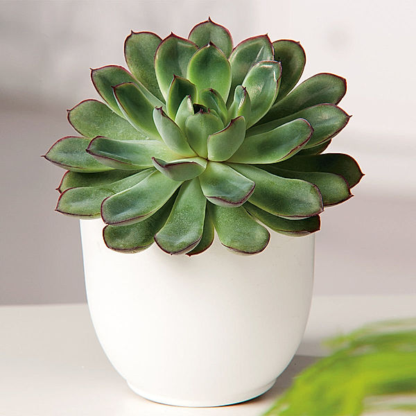 Echeveria Pelusida, Höhe ca. 8-10 cm