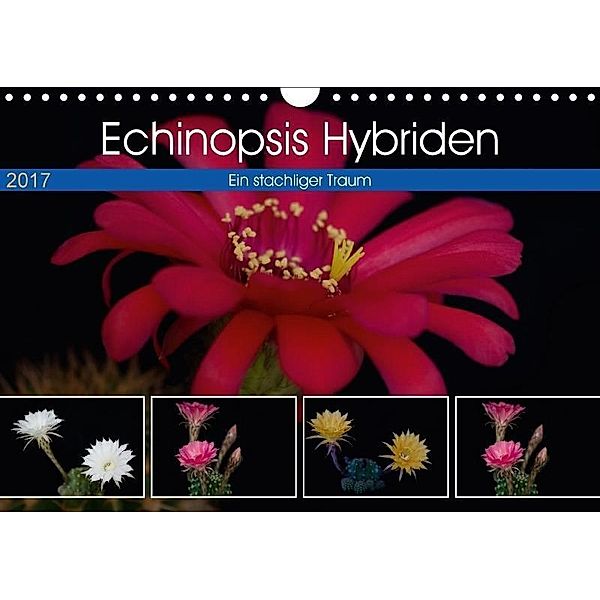 Echinopsis Hybriden. Ein stachliger Traum (Wandkalender 2017 DIN A4 quer), Steffen Gierok