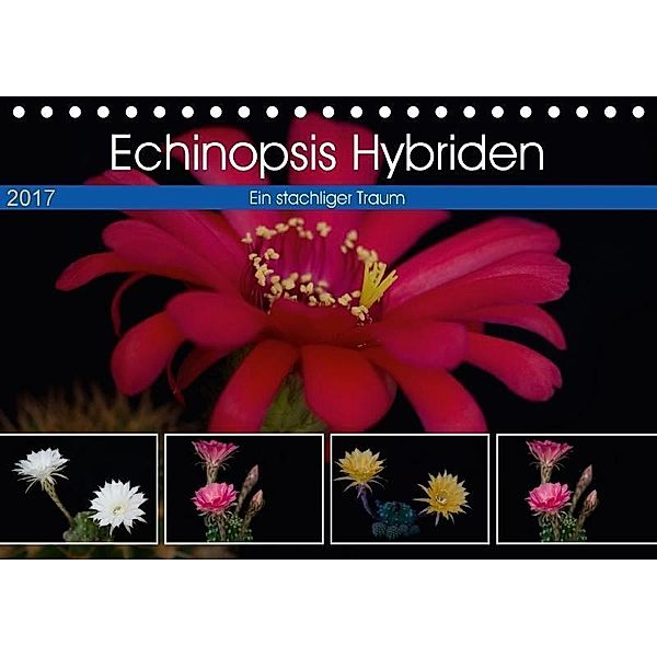 Echinopsis Hybriden. Ein stachliger Traum (Tischkalender 2017 DIN A5 quer), Steffen Gierok