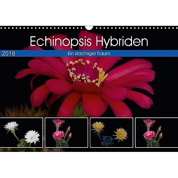 Echinopsis Hybriden. Ein stachliger Traum (Wandkalender 2018 DIN A3 quer), Steffen Gierok