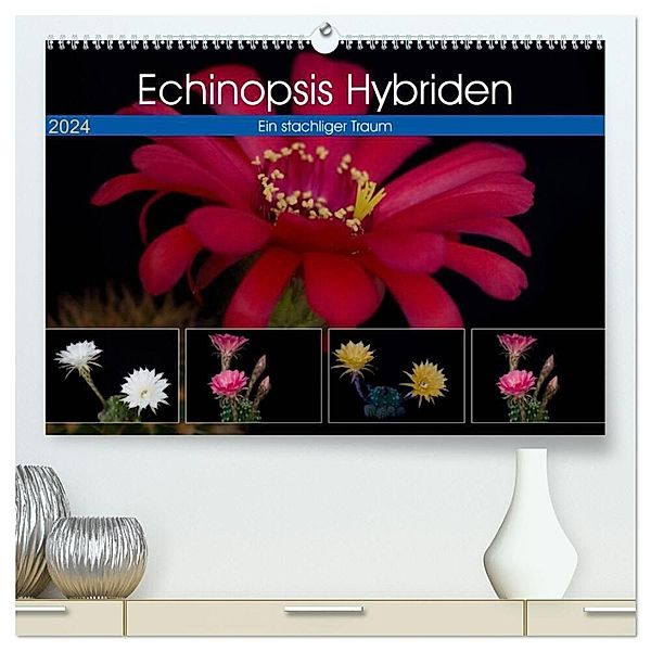 Echinopsis Hybriden. Ein stachliger Traum (hochwertiger Premium Wandkalender 2024 DIN A2 quer), Kunstdruck in Hochglanz, Steffen Gierok