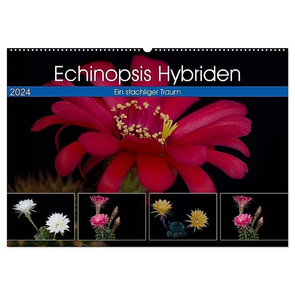 Echinopsis Hybriden. Ein stachliger Traum (Wandkalender 2024 DIN A2 quer), CALVENDO Monatskalender, Steffen Gierok