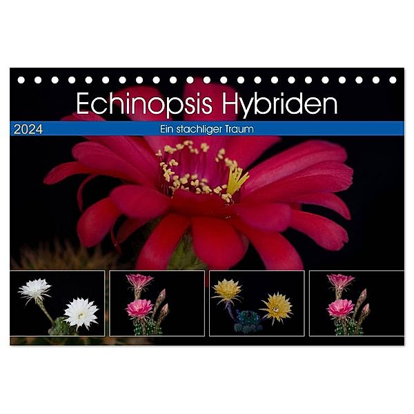 Echinopsis Hybriden. Ein stachliger Traum (Tischkalender 2024 DIN A5 quer), CALVENDO Monatskalender, Steffen Gierok