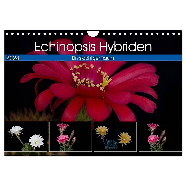 Echinopsis Hybriden. Ein stachliger Traum (Wandkalender 2024 DIN A4 quer), CALVENDO Monatskalender, Steffen Gierok